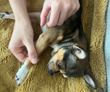 Massage canin sur Paris