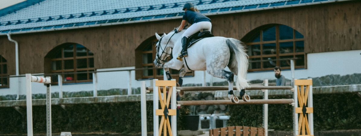 Massage équin et suivi du cheval de sport par VLPhysioform