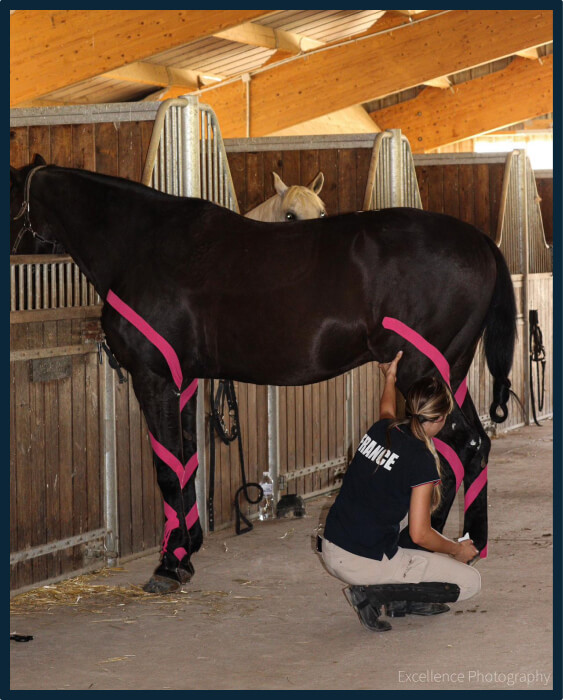 K-taping pour soulager et aider le cheval de sport à récupérer plus rapidement