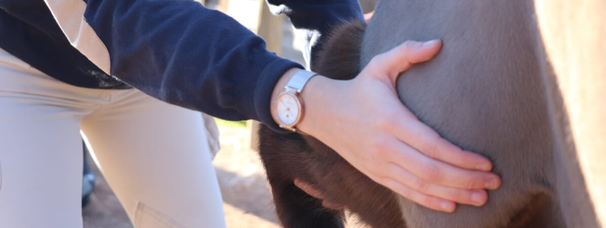 Techniques manuelles de physiotherapie et kinesithérapie humaine appliquées aux chevaux
