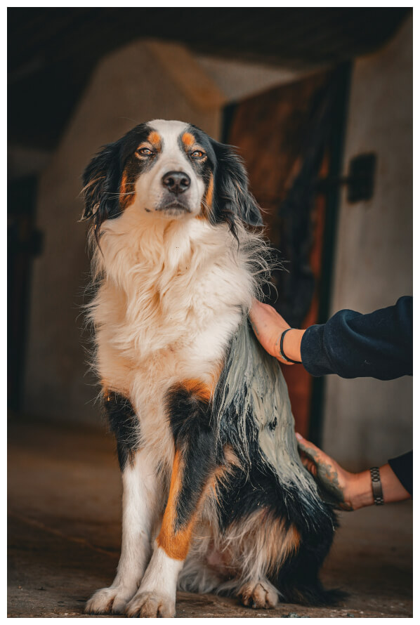 Massage canin par masseur certifié à Courchevel, Monaco, St Tropez, Nice, Cannes