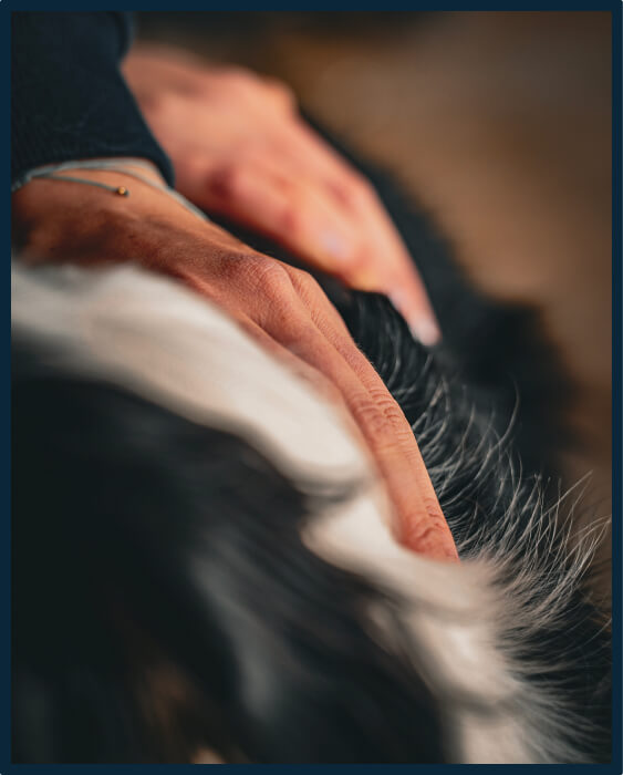 Masseuse professionnelle pour chien sur la Côte d'Azur et les Alpes Maritimes