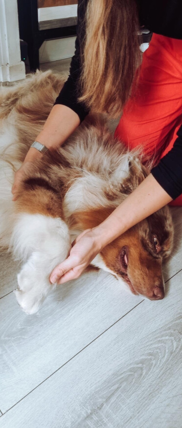 Le stretching pour détendre votre chien en amont d'une séance de massage